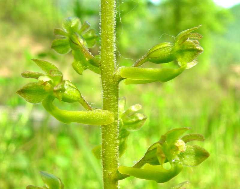 Orchidee del Chianti - Ophrys sphegodes e altre...